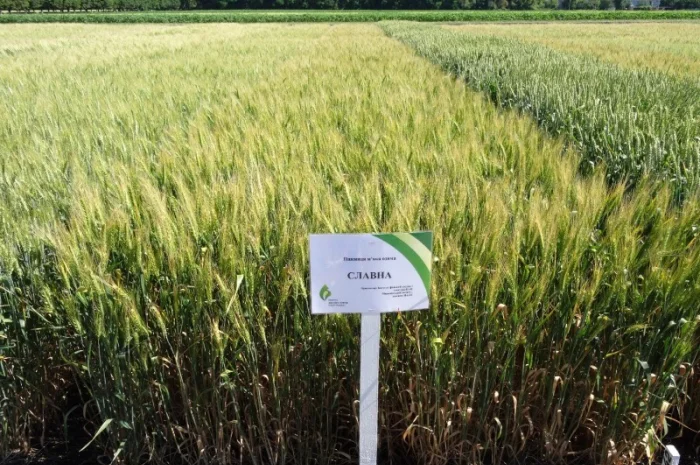 Семена озимої пшениці Славна (еліта) для продажу- фото № 2