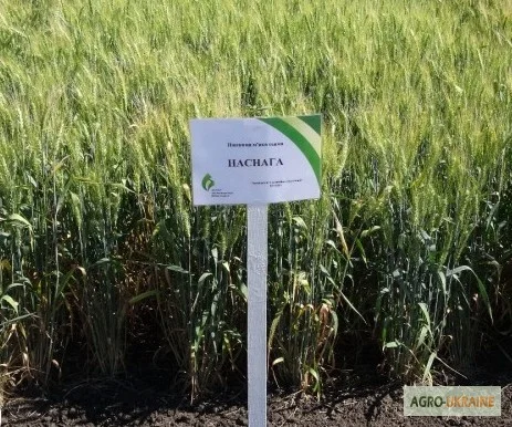 Семена озимої пшениці Наснага на продаж- фото № 1