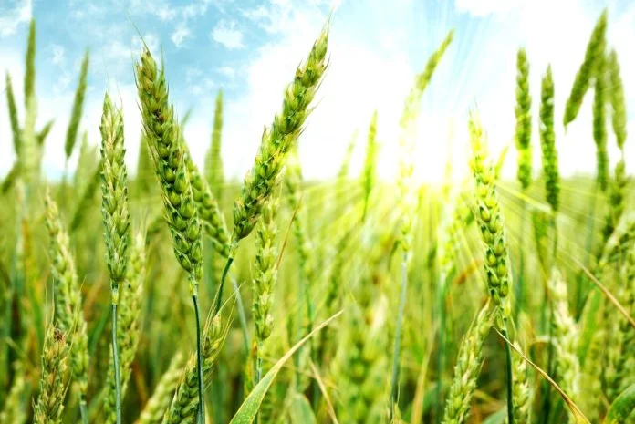 Пшеница Херсонская Безостая (Овидий) на продажу- фото № 1