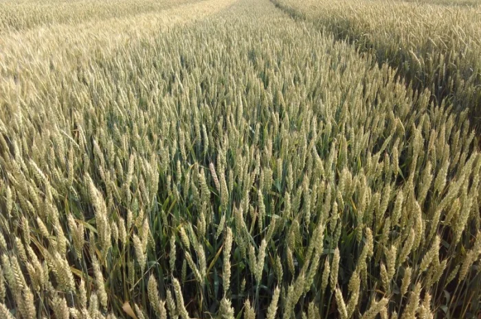 Пшеница МИП Ассоль Элита от Мироновского института- фото № 1