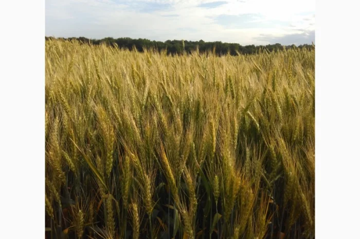 Насіння озимої пшениці Софру на продаж- фото № 1