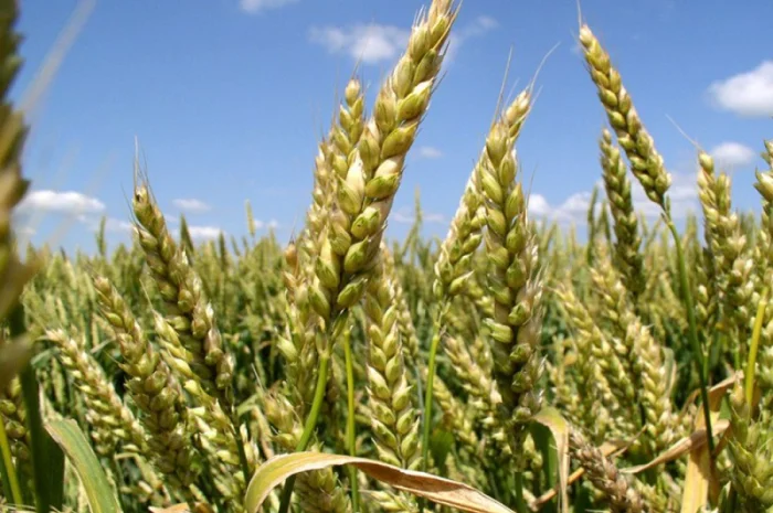 Семена озимої пшениці Богдана для продажу- фото № 1