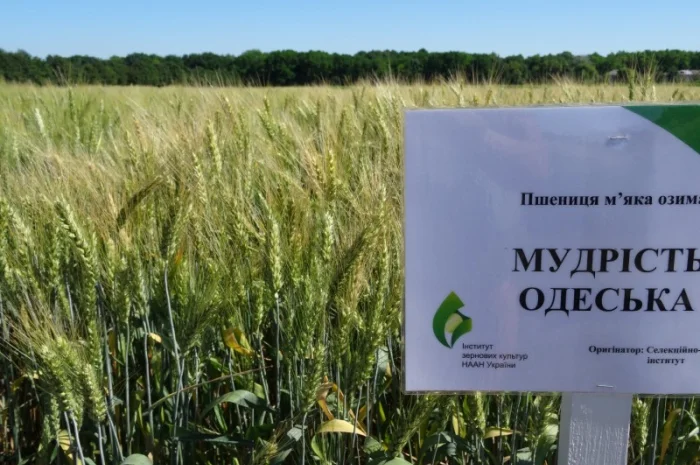 Насіння пшениці Мудрість Одеська на продаж- фото № 1