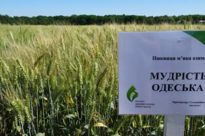 Семена екстрасильної пшениці Мудрість Одеська у продажу- фото № 1