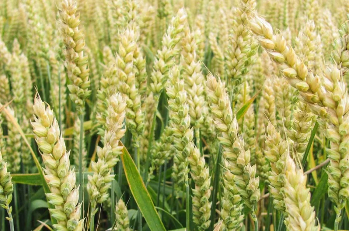 Семена озимої пшениці Журавка Одеська на продаж- фото № 1