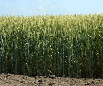 Семена озимой пшеницы Подолянка на продажу- фото № 1