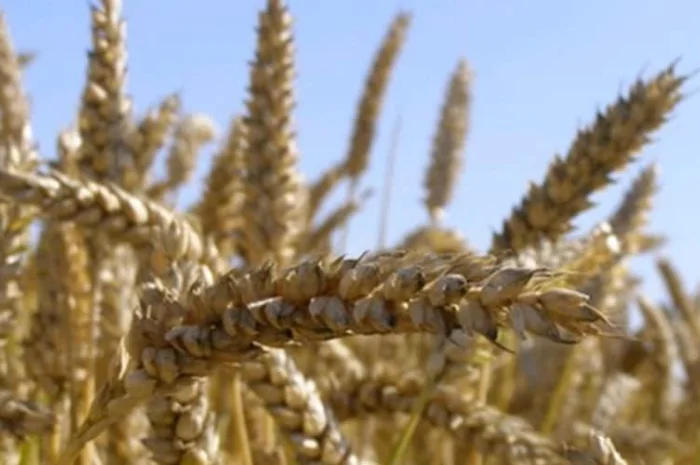 Насіння пшениці Нива Одеська на продаж- фото № 1