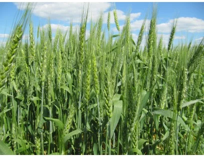 Продается пшеница Лига Одесская- фото № 1