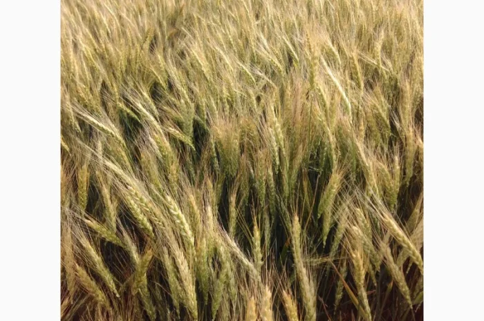 Октава Одесска: продажа озимой пшеницы- фото № 1