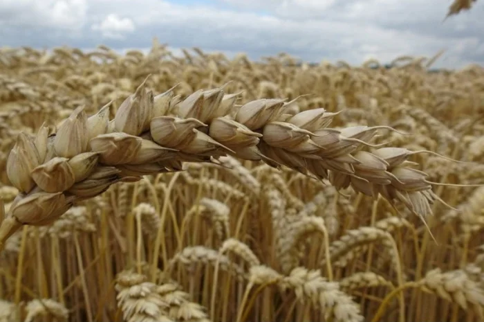 Продаю пшеницю м’яку озиму Вежа миронівська- фото № 1