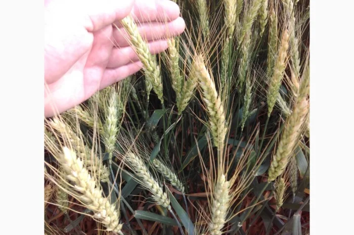 Пшеница мягкая (озимая) с высоким потенциалом урожайности- фото № 1