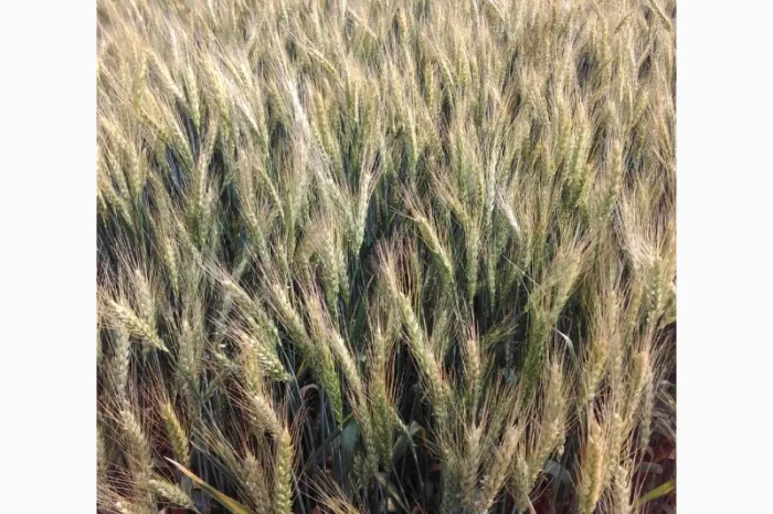 Продажа пшеницы мягкой озимой сорта Эритроспермум- фото № 1