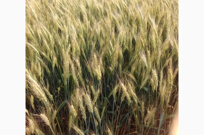 Продаю озиму пшеницю Катруся Одесска- фото № 1