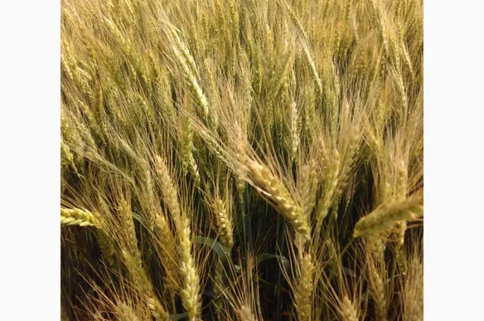 Пшениця м'яка (озима) на продаж- фото № 1