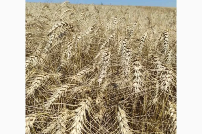 Продажа озимой пшеницы Грация елита- фото № 1