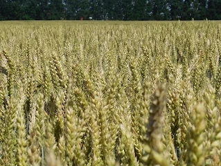 Продаж насіння озимої пшениці Астарта- фото № 1