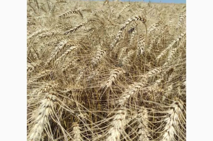 Пшениця озима Гарантія одеська на продаж- фото № 1