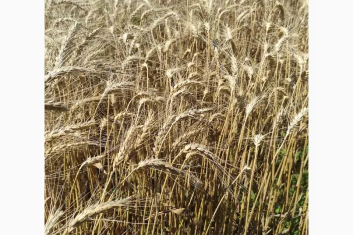 Продажа пшеницы озимой Катруся Одесская- фото № 1