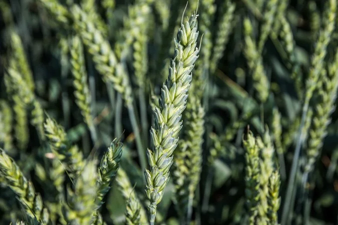 Продаж озимої пшениці Даринка Київська- фото № 1