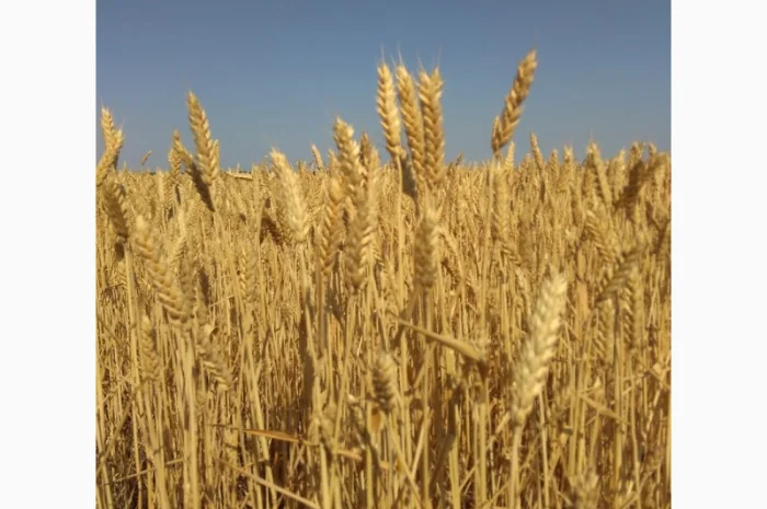 Семена ярой пшеницы сорта Дубравка- фото № 1