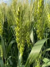 Продаж насіння пшениці Колонія від Limagrain- фото № 1