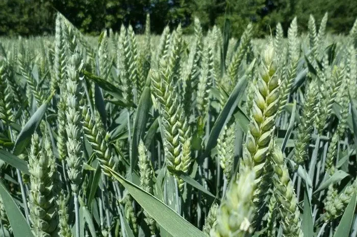 Насіння пшениці Saaten Union Скаген для продажу- фото № 1