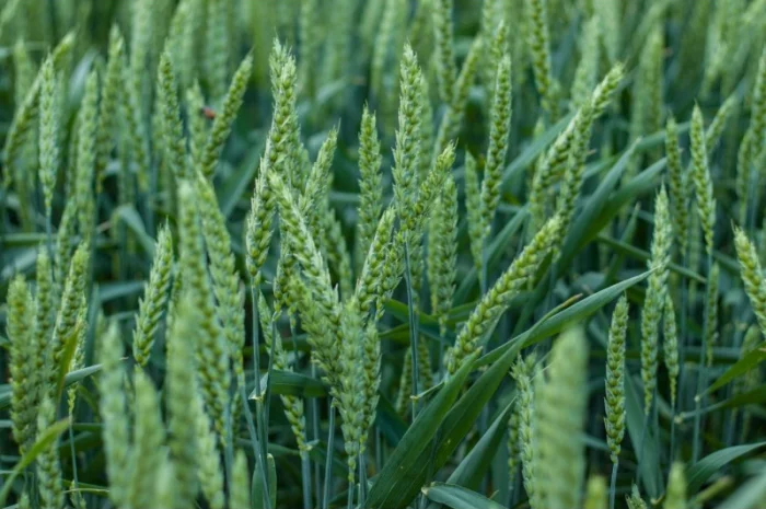 Продаж посівного матеріалу безостої озимої пшениці Сорріал- фото № 1