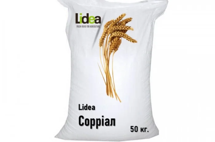 Продаж посівного матеріалу безостої озимої пшениці Сорріал- фото № 2