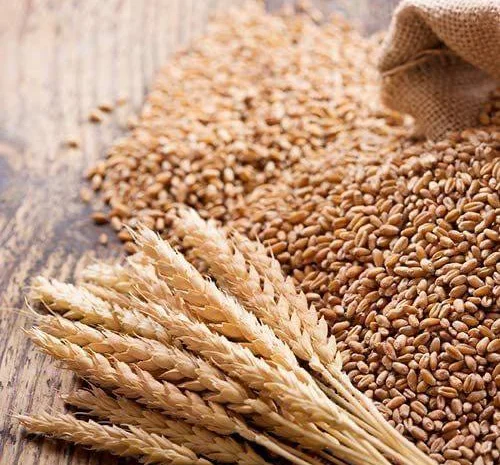 Продам пшеницю фураж 200+ тонн, Черкаська обл- фото № 1