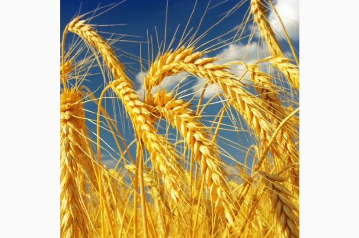 Покупка пшениці фураж 4 класу- фото № 1