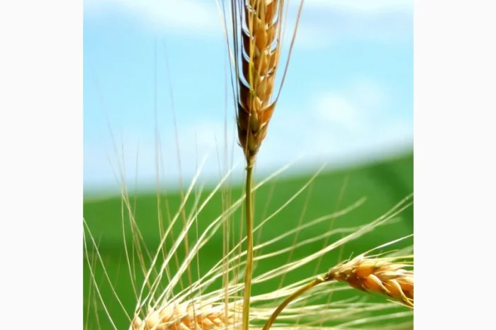 Пшениця 2 клас у великій кількості- фото № 1