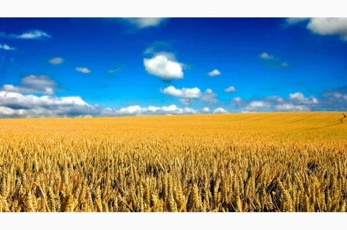 Покупка пшениці не база- фото № 1