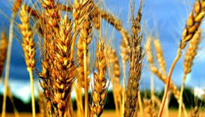 Семена озимой пшеницы Атлон из Германии- фото № 1