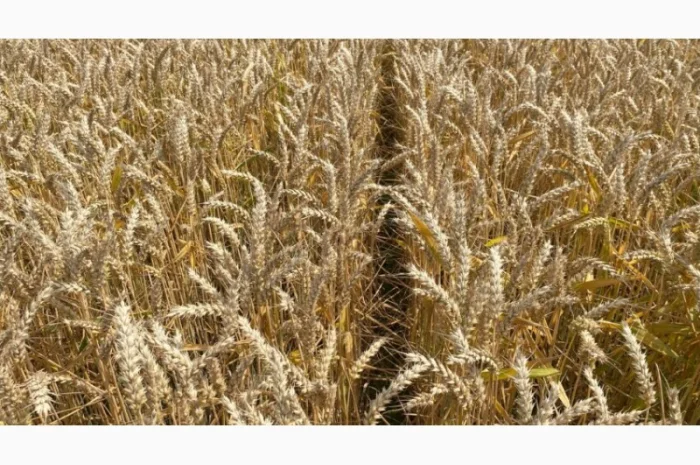 Насіння озимої пшениці Леммі на продаж- фото № 1