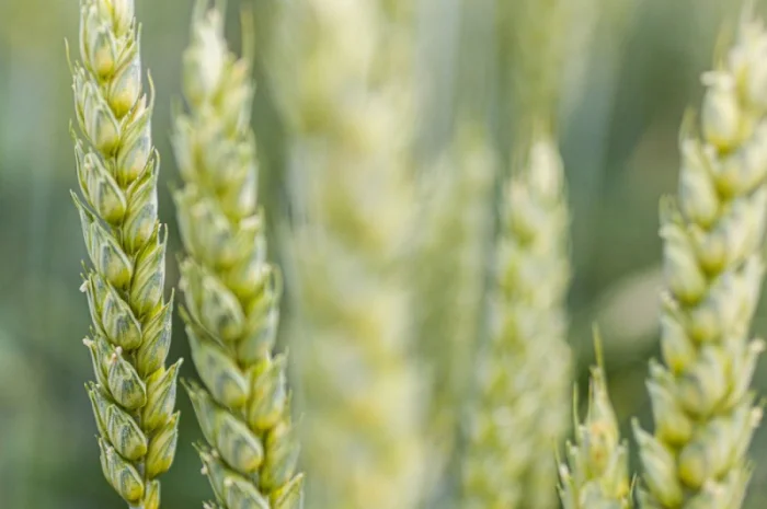 Пшениця озима Спенсер KWS - високоврожайний сорт- фото № 1