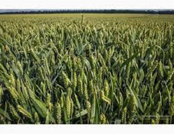 Семена озимой пшеницы сорта Сотница в продаже- фото № 1