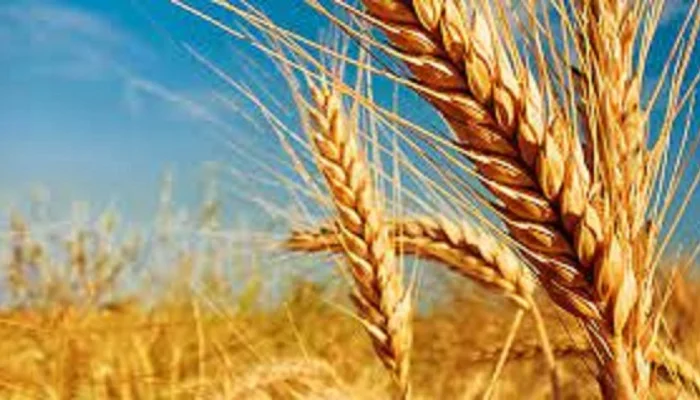 Семена озимой пшеницы СНИГУРКА (СНЕГУРОЧКА) на продажу- фото № 1