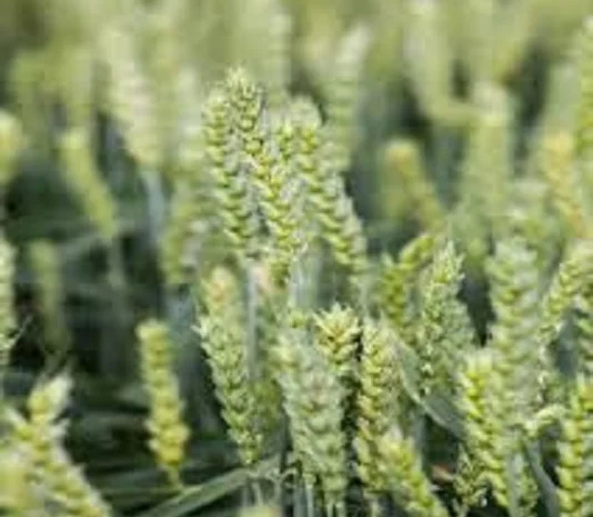 Насіння озимої пшениці Мудрість Одеська на продаж- фото № 1