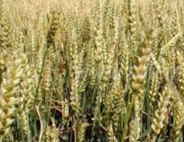 Насіння озимої пшениці Мелодія Одеська для продажу- фото № 1