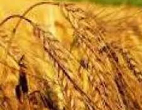 Продажа озимой пшеницы Княжна- фото № 1