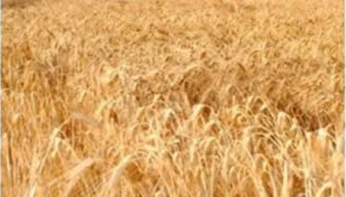 Семена озимої пшениці СТАЛЕВА на продаж- фото № 1