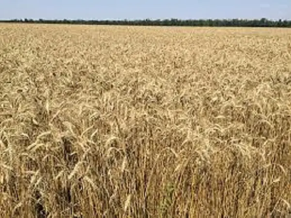 Пшеница озимая мягкая Здобная для продажи- фото № 1
