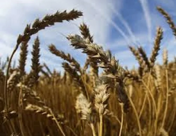 Пшеница Саласар Штрубе - сорт 2020 года- фото № 1