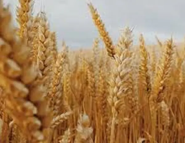 Озимая пшеница Дума Одесская в продаже- фото № 1