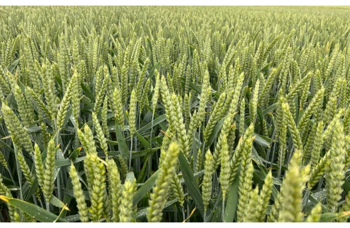 Продаж насіння озимої пшениці Депот R.A.G.T- фото № 1