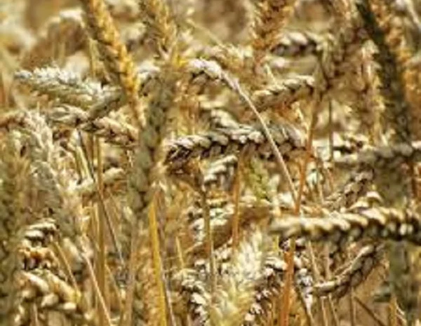 Пшениця озима Ліга Одеська на продаж- фото № 1