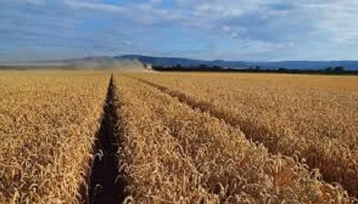 Семена озимої пшениці Джерси у продажу- фото № 1