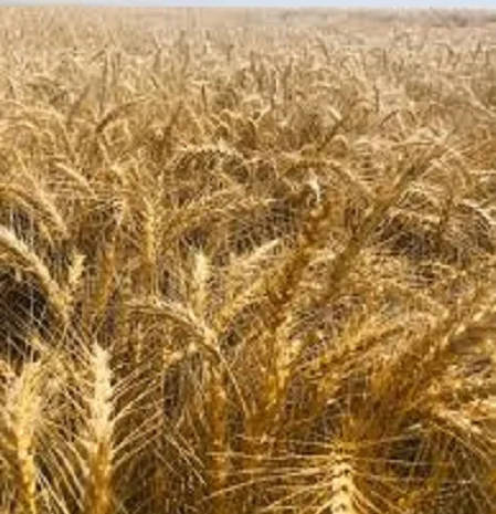 Озимая мягкая пшеница Магнитка- фото № 1