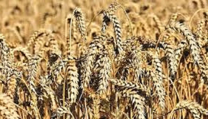 Лінус озима пшениця для продажу- фото № 1