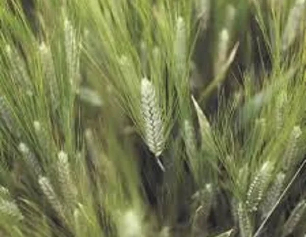 Продаж пшениці озимої РЖТ- фото № 1